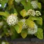 Physocarpus opulifolius 'Luteus' - hólyagvessző K3 – Díszcserjék