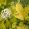 Physocarpus opulifolius 'Luteus' - hólyagvessző K5 – Díszcserjék