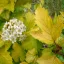 Physocarpus opulifolius 'Luteus' - hólyagvessző K5 – Díszcserjék