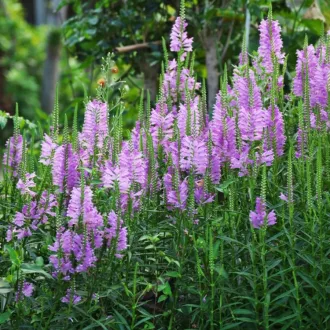 Physostegia virginiana - lila füzérajak K2 – Évelő növények
