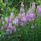 Physostegia virginiana - lila füzérajak K2 – Évelő növények