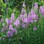 Physostegia virginiana - lila füzérajak K2 – Évelő növények