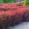 Berberis thunbergii 'Atropurpurea' - japán vérborbolya K5 – Sövénynövények