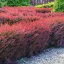 Berberis thunbergii 'Atropurpurea' - japán vérborbolya K5 – Sövénynövények