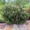 Pinus mugo mugo - törpefenyő K3