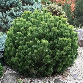 Pinus mugo pumilio - törpefenyő K3