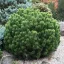 Pinus mugo pumilio - törpefenyő K3 – Díszfák