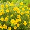 Potentilla fruticosa 'Goldfinger' - sárga virágú, ágáló cserjés pimpó K2