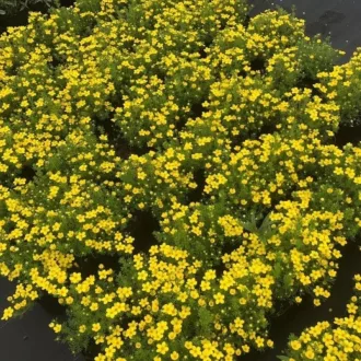 Potentilla fruticosa 'Goldteppich' - sárga virágú, terülő – pimpó K5 – Díszcserjék
