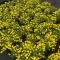 Potentilla fruticosa 'Goldteppich' - sárga virágú, terülő – pimpó K5 – Díszcserjék