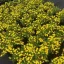 Potentilla fruticosa 'Goldteppich' - sárga virágú, terülő – pimpó K5 – Díszcserjék