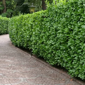 Prunus laurocerasus 'Novita' - babérmeggy K7,5