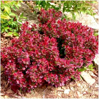   Berberis thunbergii 'Atropurpurea Nana' - törpe bordó vérborbolya K2