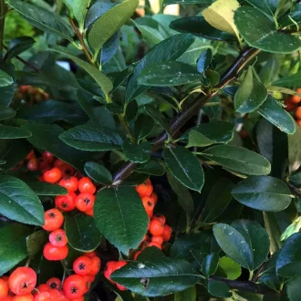 Pyracantha 'Mohave' - tűztövis CS9 – Díszcserjék