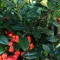 Pyracantha 'Mohave' - tűztövis CS9 – Díszcserjék