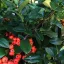Pyracantha 'Mohave' - tűztövis CS9 – Díszcserjék