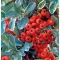 Pyracantha 'Mohave' - tűztövis K3 – Díszcserjék