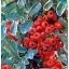 Pyracantha 'Mohave' - tűztövis K3 – Díszcserjék