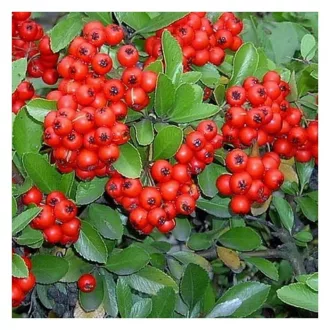 Pyracantha 'Mohave' - tűztövis K5 – Díszcserjék
