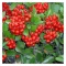 Pyracantha 'Mohave' - tűztövis K5 – Díszcserjék