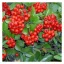 Pyracantha 'Mohave' - tűztövis K5 – Díszcserjék