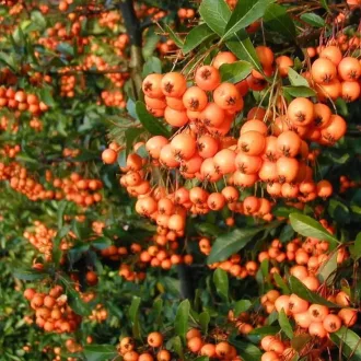 Pyracantha 'Orange Glow' - narancs bogyós tűztövis CS9 – Díszcserjék