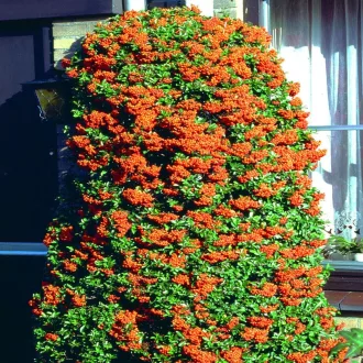 Pyracantha 'Orange Glow' - öreg, törött cserepes K5 – Díszcserjék