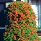 Pyracantha 'Orange Glow' - öreg, törött cserepes K5 – Díszcserjék