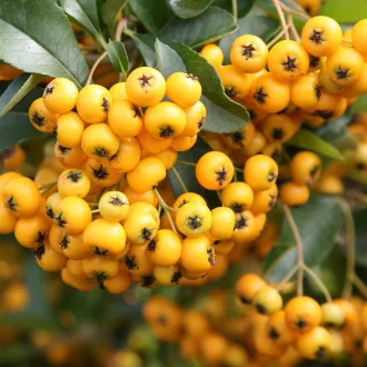 Pyracantha 'Teton' - narancssárga bogyós tűztövis 3-4 m CS9 – Díszcserjék