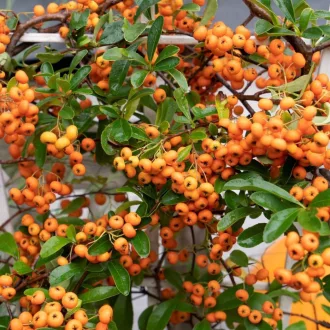 Pyracantha 'Teton' - narancssárga bogyós tűztövis 3-4 m K3 – Díszcserjék