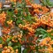 Pyracantha 'Teton' - narancssárga bogyós tűztövis 3-4 m K3 – Díszcserjék