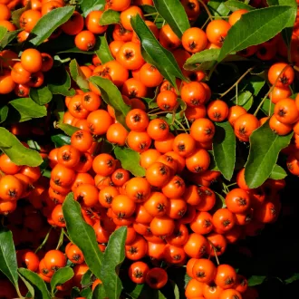 Pyracantha 'Teton' - narancssárga bogyós tűztövis 3-4 m K5 – Díszcserjék