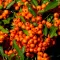 Pyracantha 'Teton' - narancssárga bogyós tűztövis 3-4 m K5 – Díszcserjék