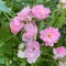 Rosa "The Fairy' - rózsaszín talajtakaró rózsa K5 – Rózsák (szabadgyökerű)