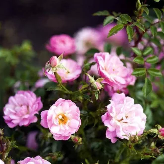 Rosa 'Cover' - talajtakaró rózsa K5