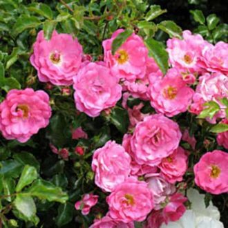   Rosa 'Heidi' - sötétrózsaszín talajtakaró rózsa K2