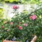 Rosa miniature 'Pink' - rózsaszín miniatűr ágyásrózsa K5 – Rózsák (szabadgyökerű)