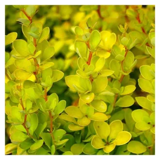 Berberis thunbergii 'Aurea' - sárga törpe borbolya K5 – Sövénynövények