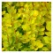 Berberis thunbergii 'Aurea' - sárga törpe borbolya K5 – Sövénynövények
