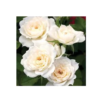 Rosa 'Miniature White' - fehér rózsa K5