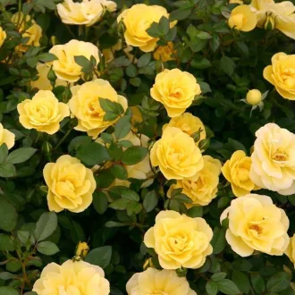   Rosa miniature 'Yellow' - sárga miniatűr ágyásrózsa K5