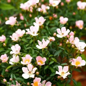 Rosa nozomi - rózsaszín talajtakaró rózsa K2 – Rózsák (szabadgyökerű)