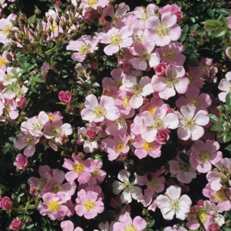 Rosa nozomi - rózsaszín talajtakaró rózsa K5