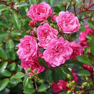 Rosa 'Pink The Fairy' - rózsaszín talajtakaró rózsa CS9 – Rózsák (szabadgyökerű)