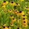 Rudbeckia fulgida 'Goldsturm' - pompás kúpvirág K2