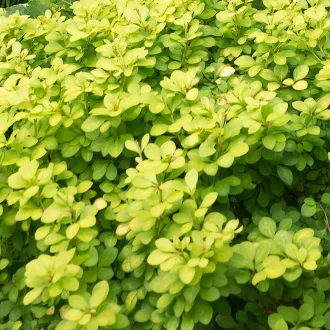 Berberis thunbergii 'Aurea' - sárga törpe borbolya K7,5 – Sövénynövények