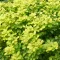 Berberis thunbergii 'Aurea' - sárga törpe borbolya K7,5 – Sövénynövények