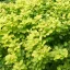 Berberis thunbergii 'Aurea' - sárga törpe borbolya K7,5 – Sövénynövények