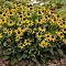 Rudbeckia fulgida 'Little Goldstar' - kompakt sárga kúpvirág K2