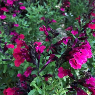 Salvia-greggii-039Cherry-Lips039-magenta-szinu-osz